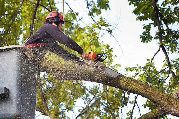 How Our Tree Care Process Works  in  Lake Charles, LA